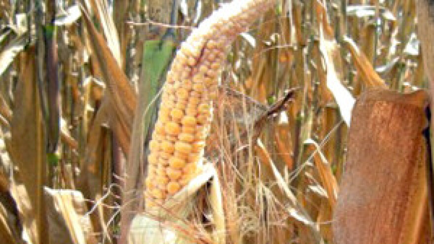 Poljoprivreda trpi velike gubitke