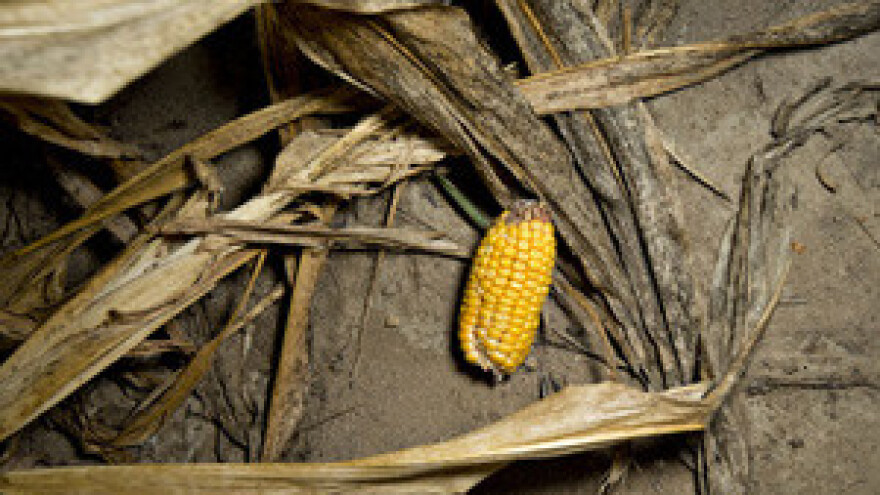 Čobanković "Vlada rebalansom proračuna mora nadoknaditi štetu od suše"