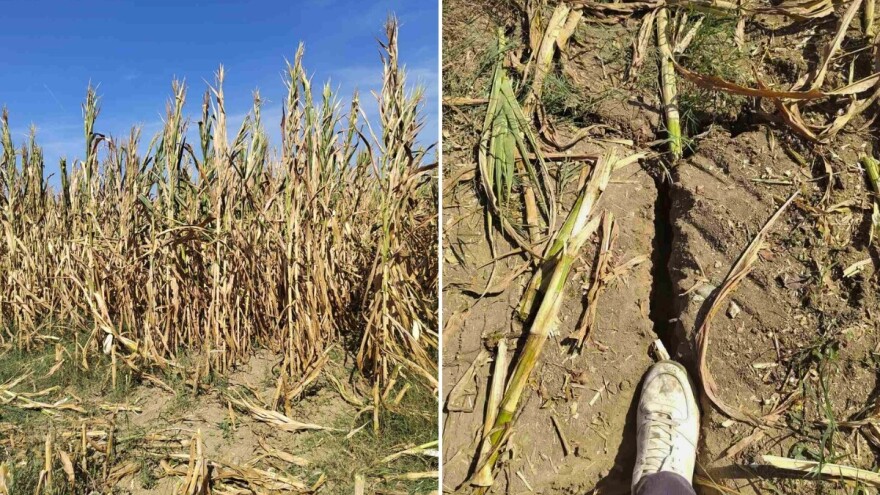 Velika suša na sjeveroistoku BiH: Zemlja "ne miče" pod kombajnom od 19 tona