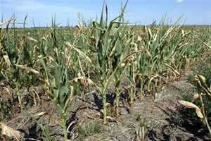 Klimatske promjene nisu naklonjene poljoprivredi