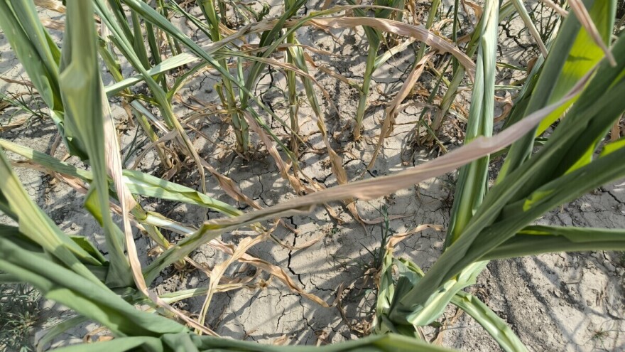 Uključen crveni meteoalarm. Sutra stiže zahlađenje, ali suša traje