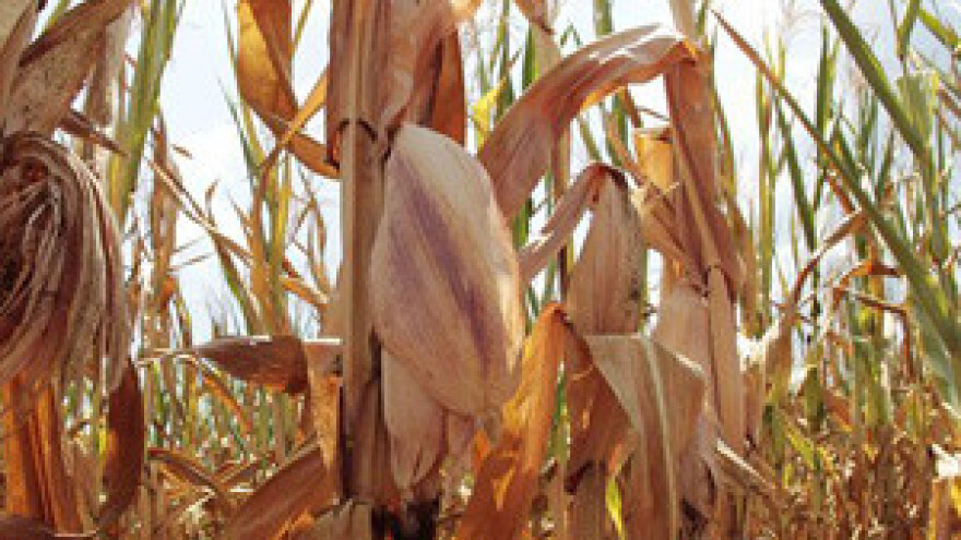 Povijesna suša u SAD-u, cijene hrane naglo porasle u cijelom svijetu