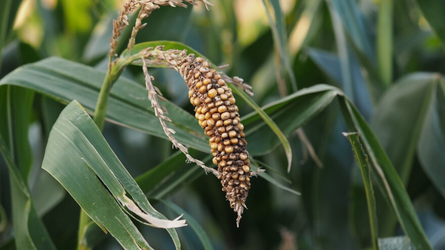 Prinosi manji za 50%