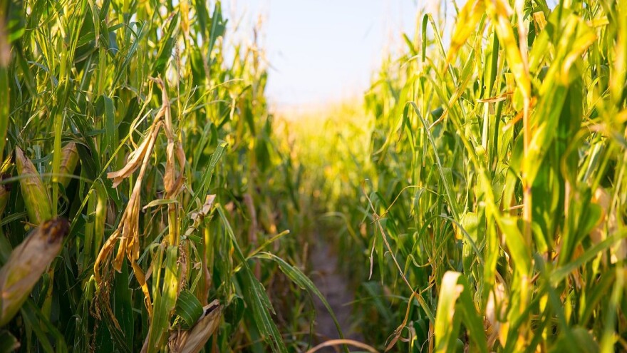 Posledice manjka hranljivih elemenata kod kukuruza