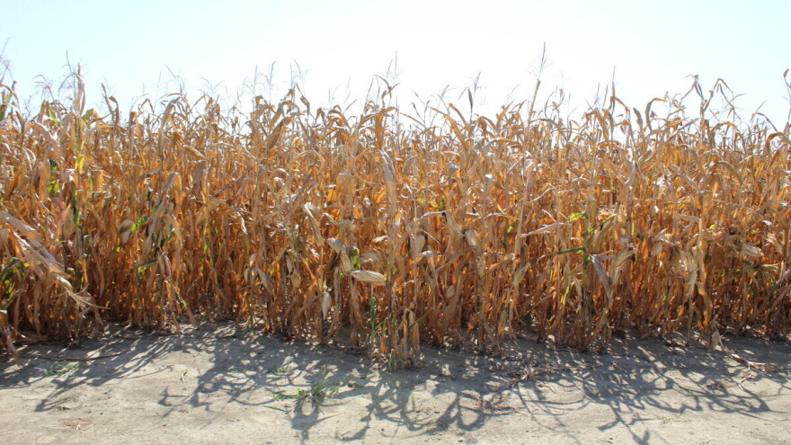 Novosadski Poljoprivredni fakultet predvodi evropski projekat - konkretna rešenja u borbi protiv suše