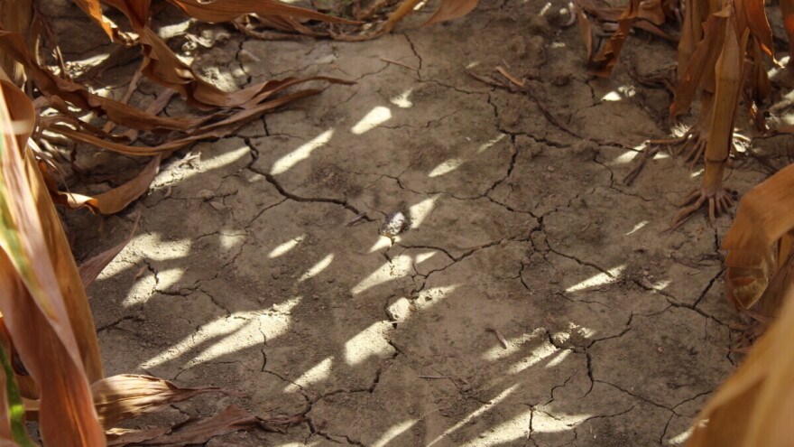 Zvanično: Iza nas je najtoplije leto u istoriji merenja u Srbiji