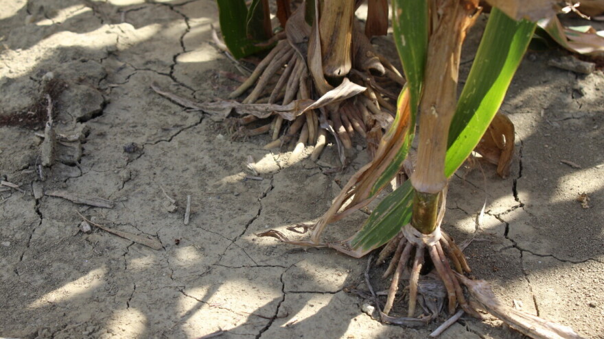 Zbog suše koja je lani poharala usjeve i nasade, u pripremi je nova mjera 23