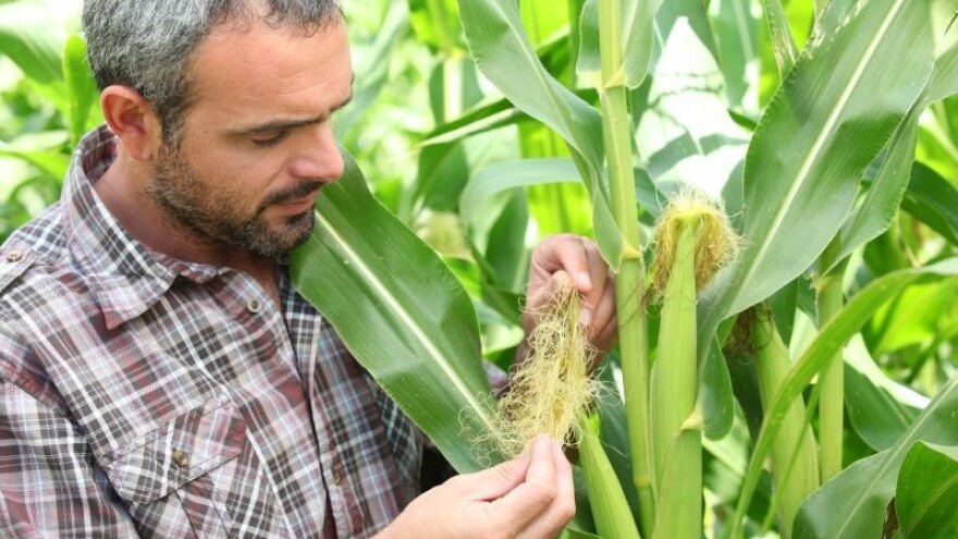 Kukuruz - odlučujući faktor sezone 2015/16