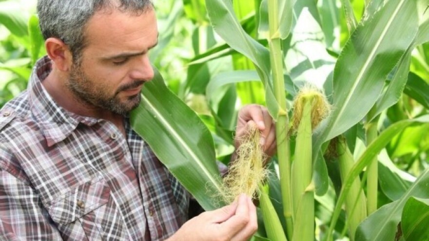 Kukuruz - odlučujući faktor sezone 2015/2016