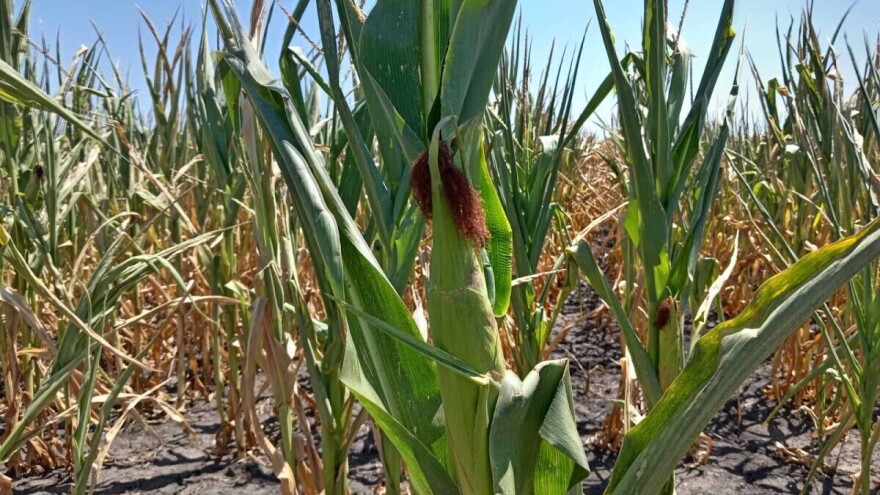 Kratkotrajna kiša i zahlađenje, a narednih dana suvo i toplije