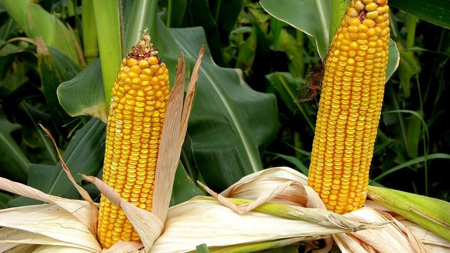 Kukuruz u dobroj kondiciji - prognozirani rod 8 miliona tona