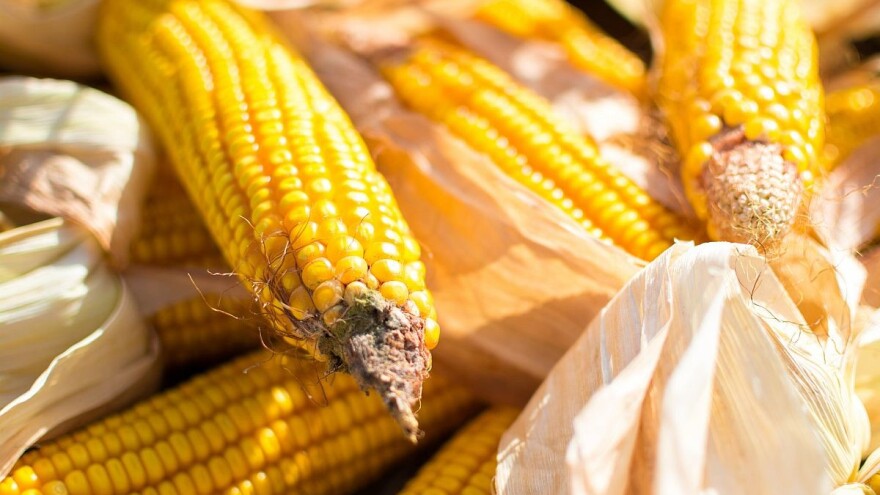 Zatišje u trgovanju pšenicom i pad cene kukuruza