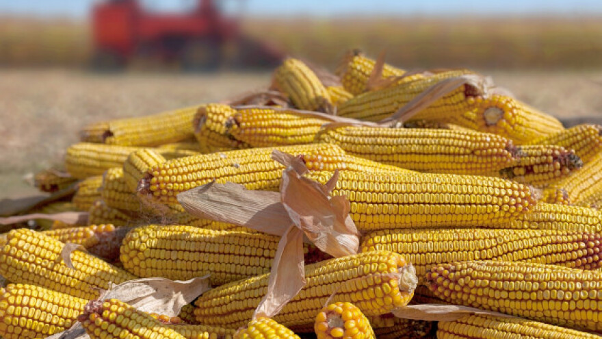 Suša smanjila prinose kukuruza u Rumunjskoj