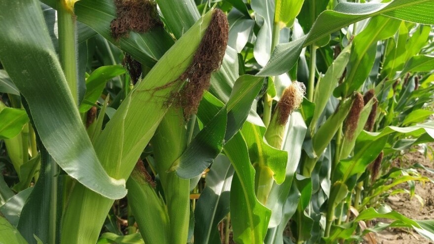 Prognoza usjeva na našem kontinentu - kakvi su izgledi za suncokret i kukuruz?