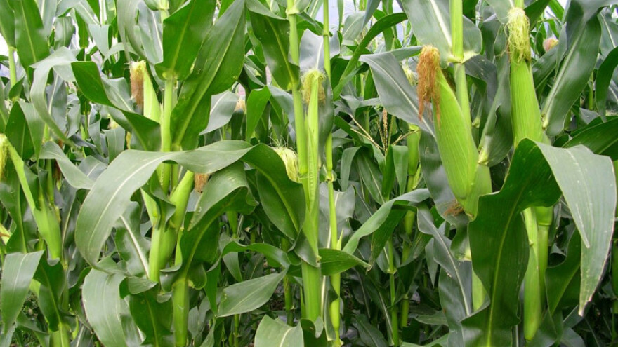 Zlatica napada kukuruz, već vidljive štete