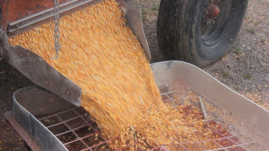 Jeftiniji kukuruz iz Turske konkurira američkom?