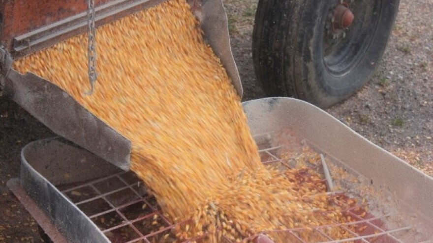 Jeftiniji kukuruz iz Turske konkurira američkom?