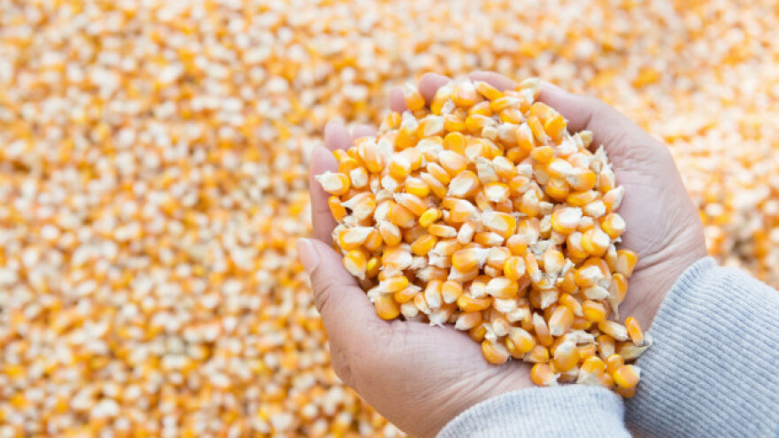 Počela trgovina kukuruzom i sojom novog roda