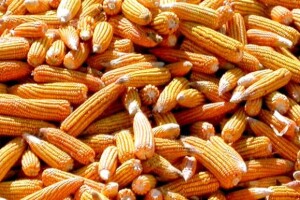 Cijene i dalje u padu