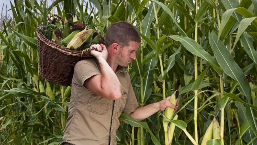 Od kukuruza se ove godine najviše očekuje!
