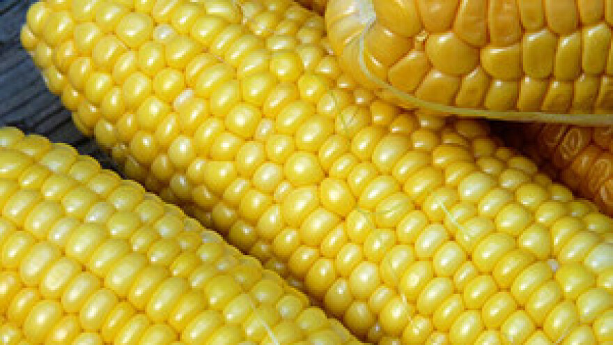 Unatoč studiji Bruxelles prešutno odobrava GMO