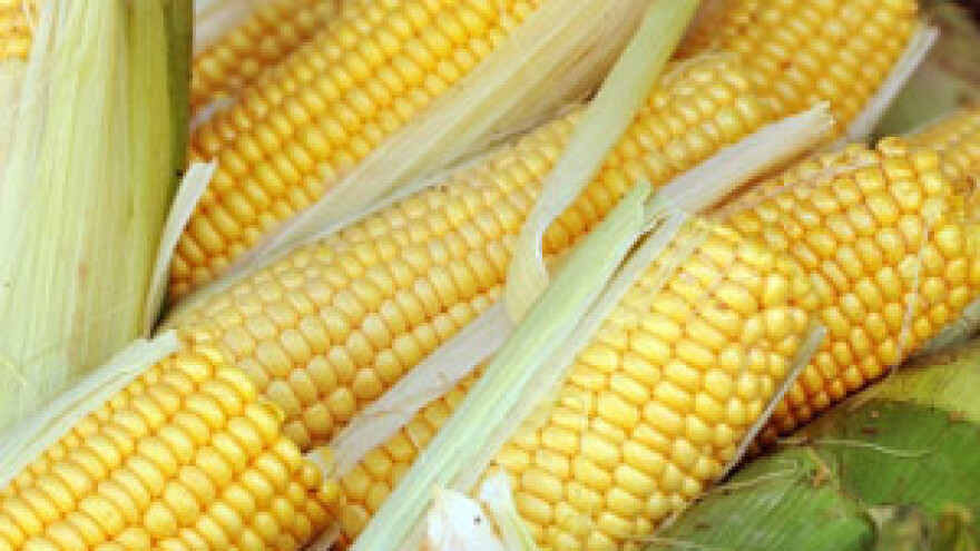 Europa ignorira studiju o štetnosti GM kukuruza