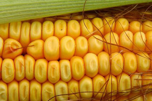 Monsanto: Kvartalni gubitak 229 mil. dolara