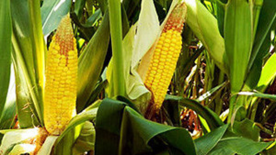 Kukuruz iz Srbije je kancerogen!