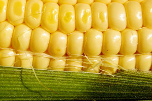 Postojale su GMO parcele u Vojvodini