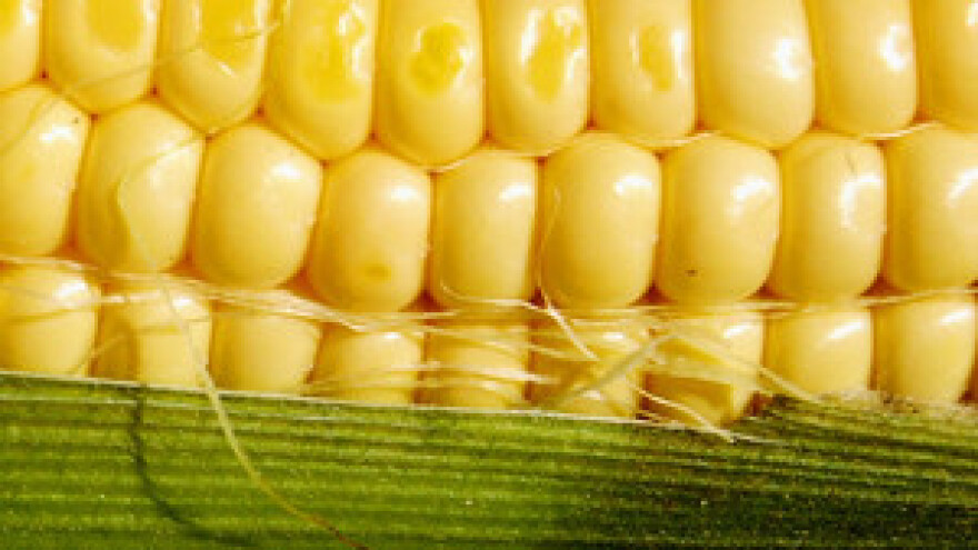 Postojale su GMO parcele u Vojvodini