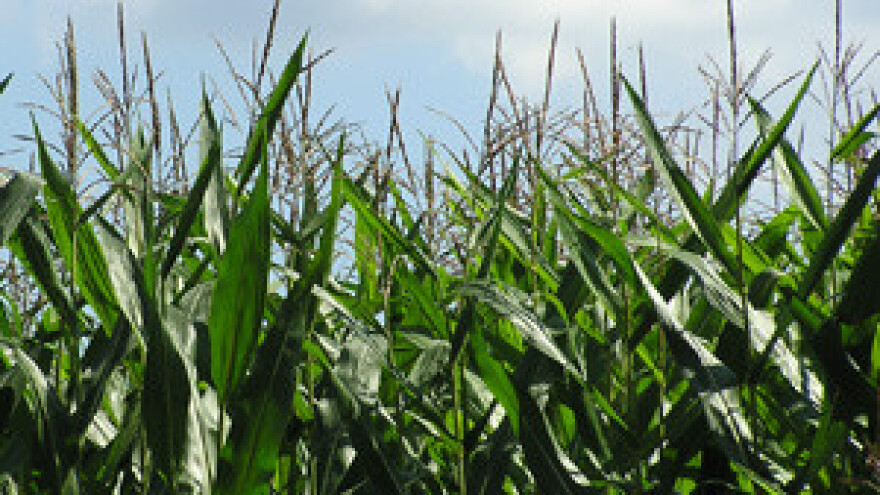 Gradnja sustava navodnjavanja na poljoprivrednom zemljištu kaznionice u Valturi