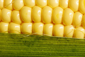 Srbija ove godine otvara vrata za GMO