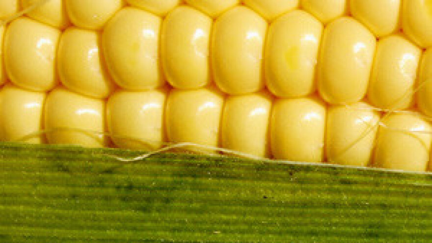 Srbija ove godine otvara vrata za GMO