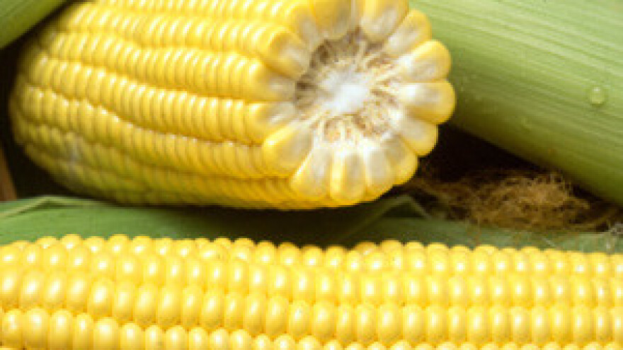 Poljska zabranila GM kukuruz i krumpir