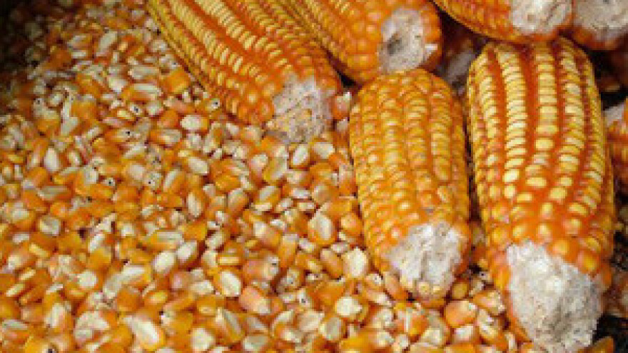 Suša u izbornoj godini pohara više usjeva nego obično