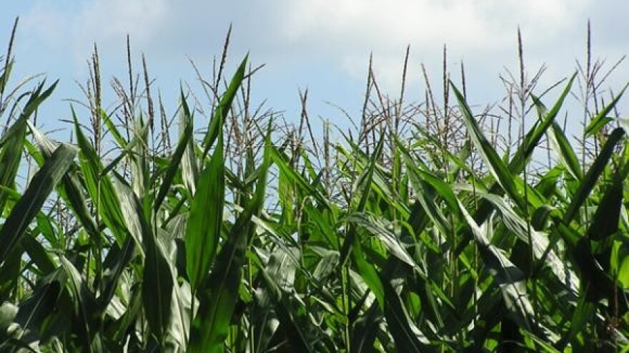 Iz kukuruzne silaže na jesen bioplin i struja