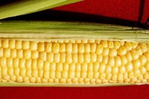 Monsanto utrostručio dobit