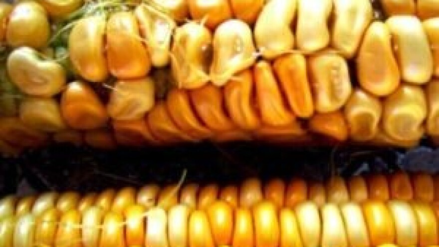 Europska komisija zasad nema namjeru davati odobrenja za nove GM usjeve