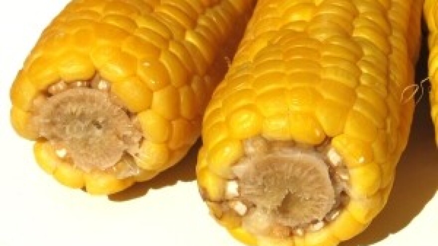 Visokotoksični kukuruz iz Srbije otkriven u Njemačkoj