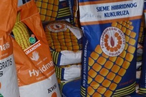 Zbog suše manji izbor hibrida
