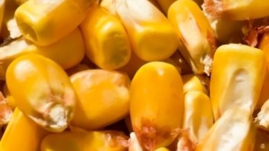 Svjetsko tržište krupnozrnih žitarica u veljači 2013.