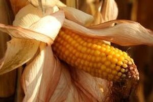 Kina odbila američki GMO kukuruz