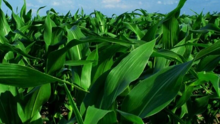 Kukuruz i soja predvodnici sjetve