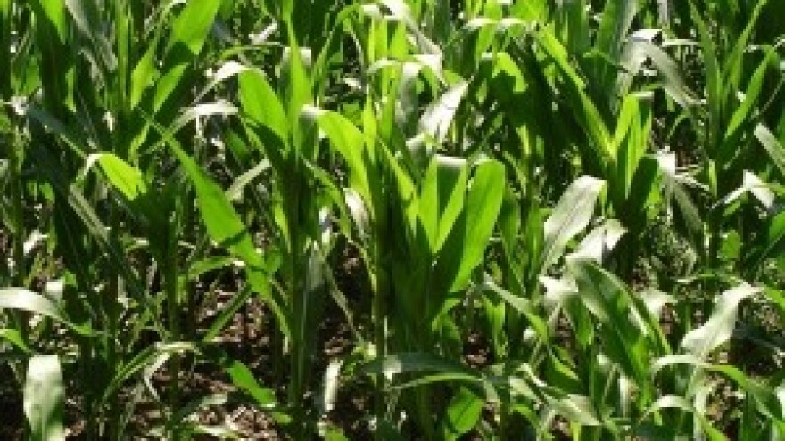 Predsjetvena ili startna gnojidba kukuruza