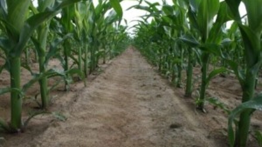 Kako zaštititi kukuruz u uvjetima otežane sjetve