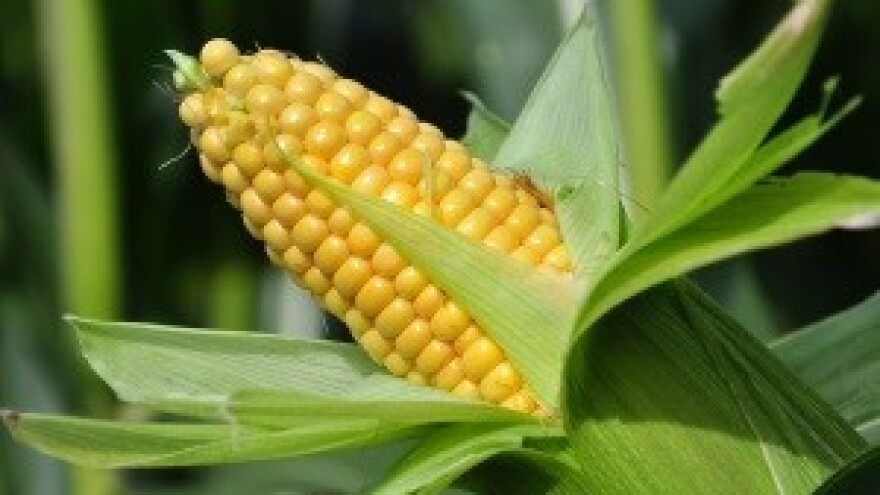 Pobudalili zbog GMO-a