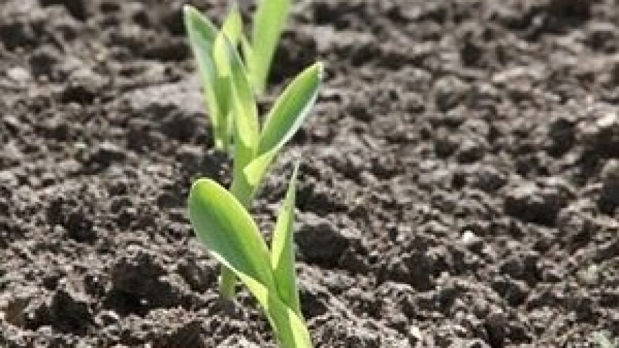 Kišni period se nastavlja - zaštitite kukuruz