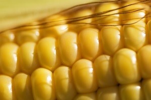 Francuski sud ukinuo zabranu uzgoja GMO kukuruza