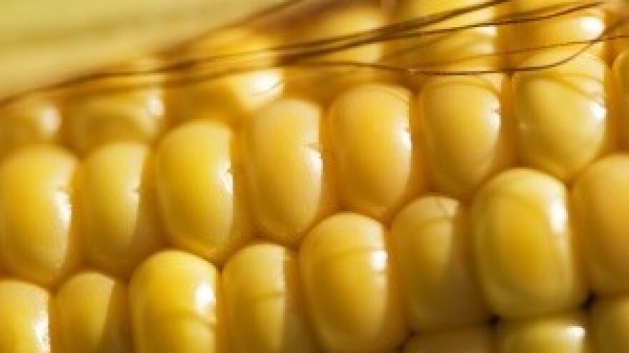 Francuski sud ukinuo zabranu uzgoja GMO kukuruza