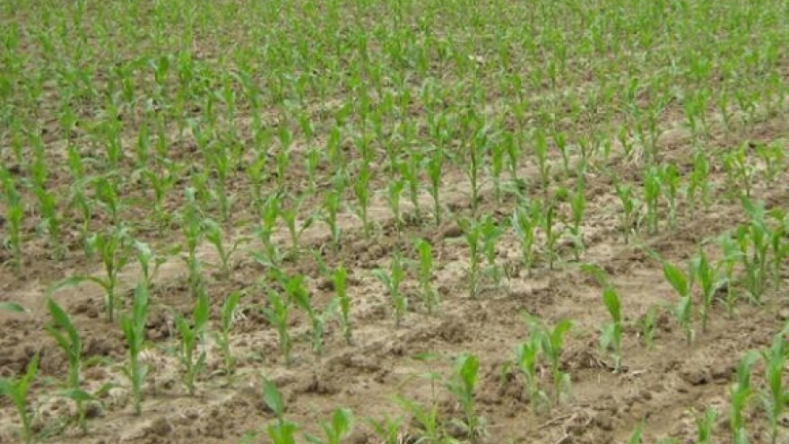 Ratari traže osiguranje za sjetvu